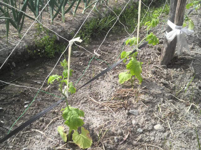ゴーヤ 植え方 育て方 栽培方法 1週間目 夏野菜の作り方 育て方 栽培方法