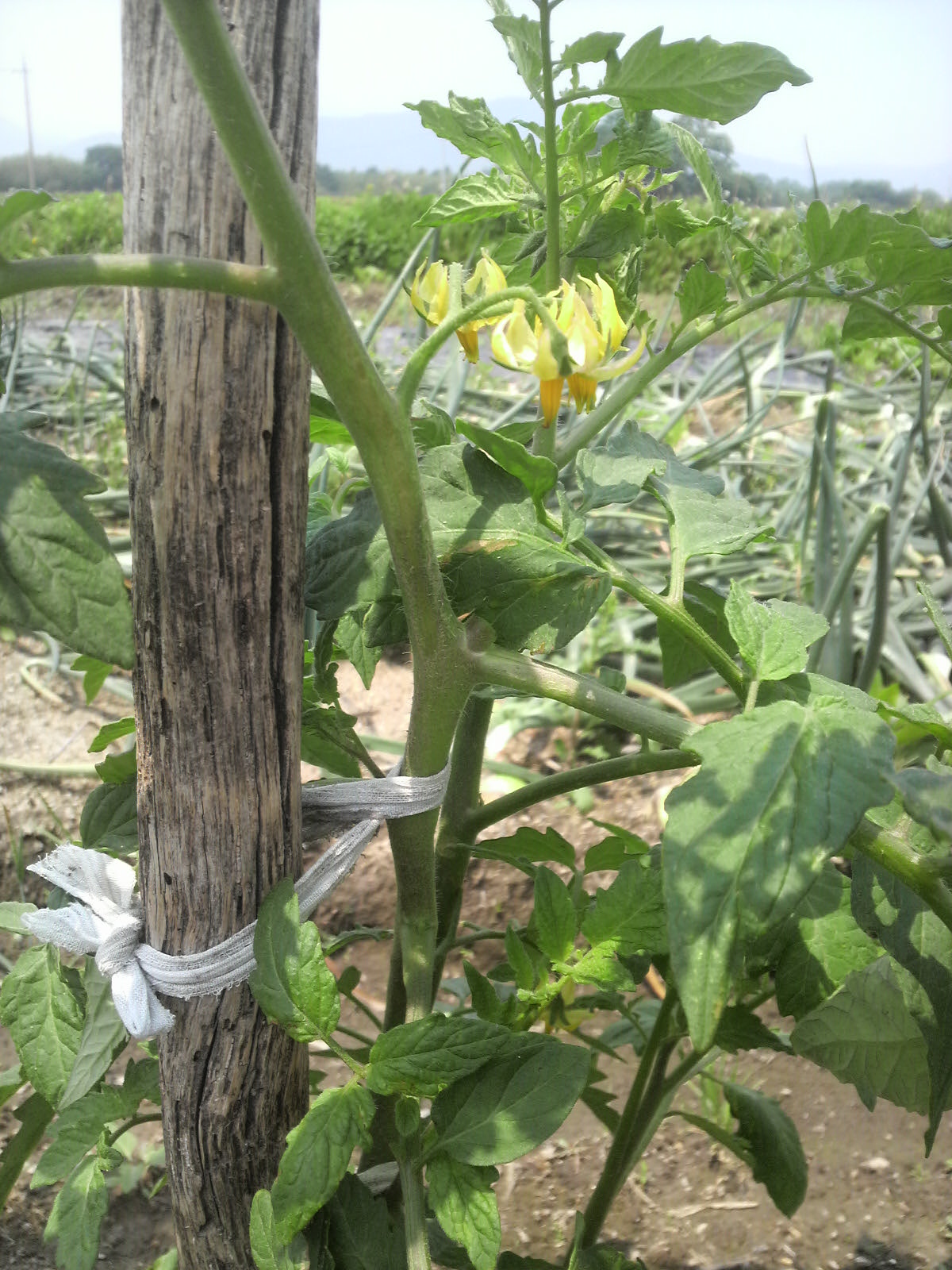 トマトの芽かき 剪定 方法 夏野菜の作り方 育て方 栽培方法