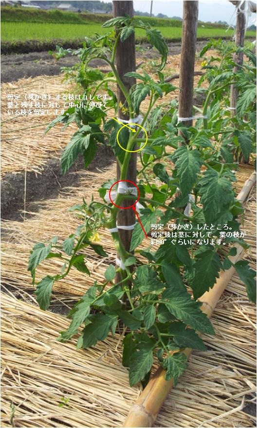 トマト 剪定 方法 やり方 仕方 夏野菜の作り方 育て方 栽培方法